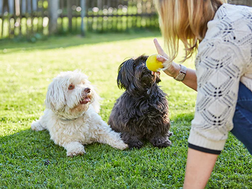 Инстинкты у собаки. Высшая нервная деятельность