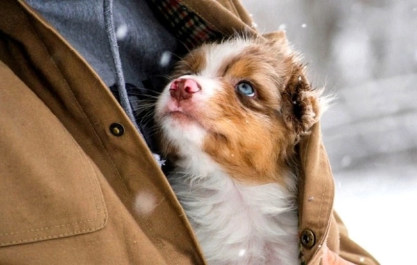 Как понять, что собака тебя любит: факты и признаки проверенные учеными и временем