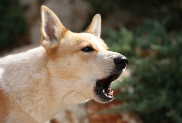 Лает собака - как успокоить