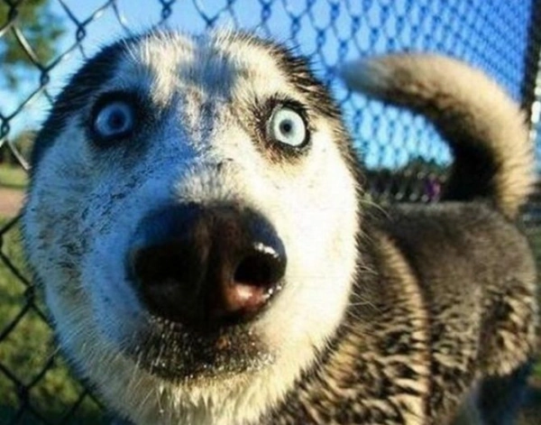 Лает собака - как успокоить