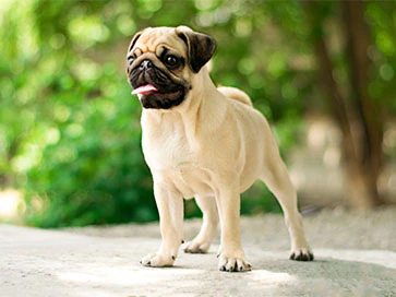 Лучшие собаки для детей