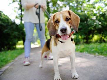 Лучшие собаки для детей
