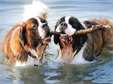 Лучшие собаки для детей