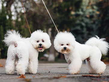 Лучшие собаки для детей