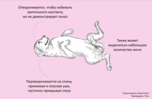 Общение у собак. Язык мимики и жестов