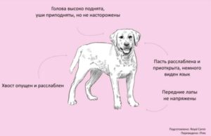 Общение у собак. Язык мимики и жестов