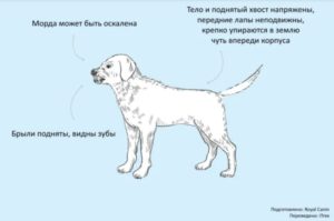 Общение у собак. Язык мимики и жестов