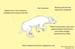 Общение у собак. Язык мимики и жестов