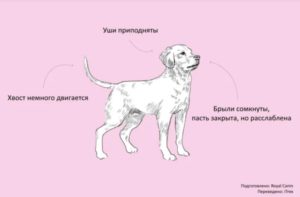 Общение у собак. Язык мимики и жестов
