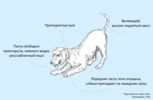 Общение у собак. Язык мимики и жестов
