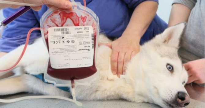 Определение групп крови у собак