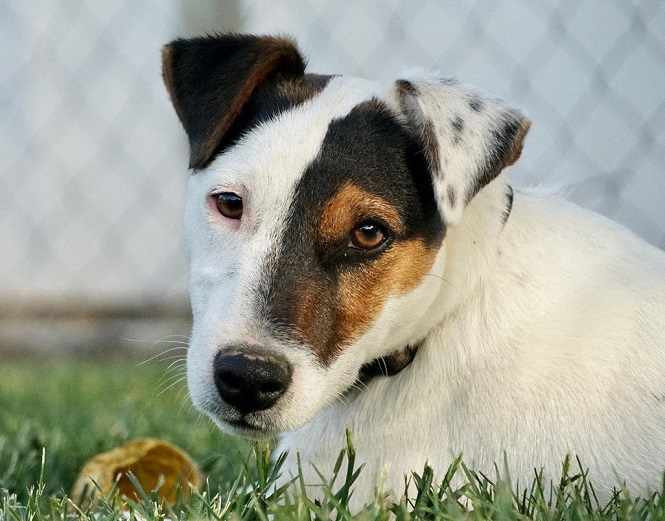 Парсон-рассел-терьер