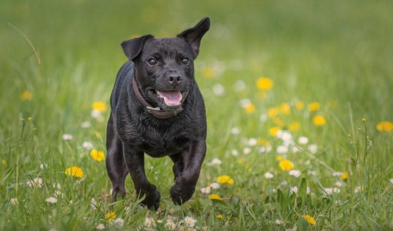 Паттердейл-терьер