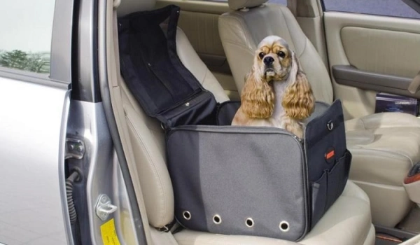 Перевозка собак в машине правила и приспособления