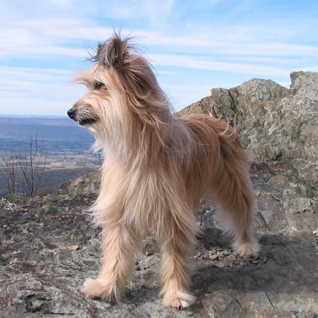 Пиренейская овчарка