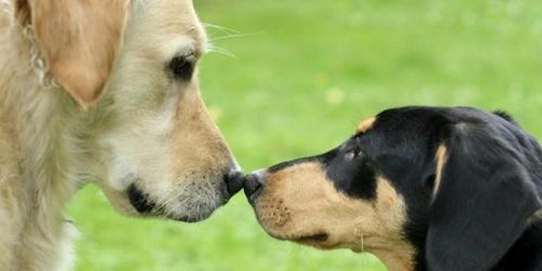 Плюсы и минусы совместного выгула