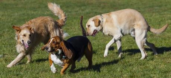 Плюсы и минусы совместного выгула