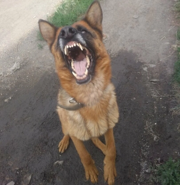 Почему собака может укусить? Три причины для атаки