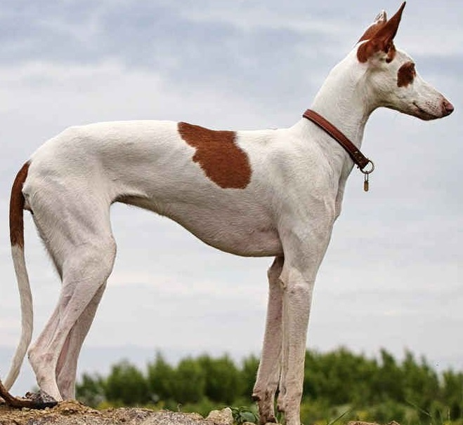 Поденко ибиценко