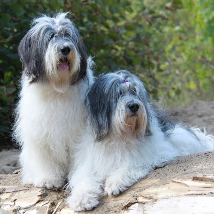 Польская низинная овчарка