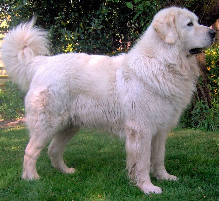 Польская подгалянская овчарка