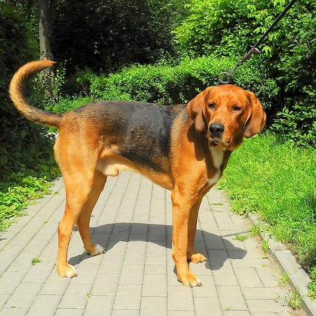 Польский огар