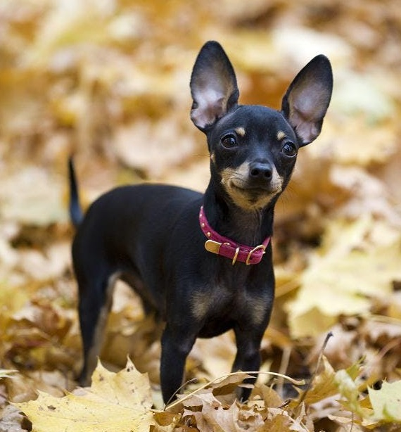 Пражский крысарик