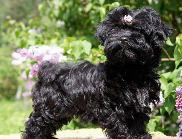 Русская цветная болонка