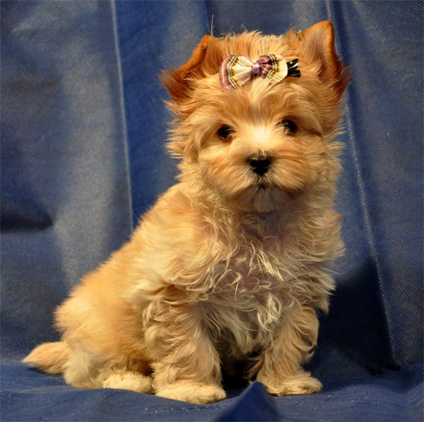 Русская салонная собака