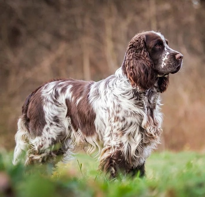 Русский охотничий спаниель