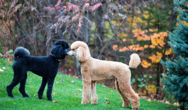 Самые проблемные породистые собаки и как с ними жить. Методичка для будущих хозяев