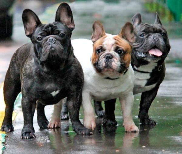 Самые проблемные породистые собаки и как с ними жить. Методичка для будущих хозяев