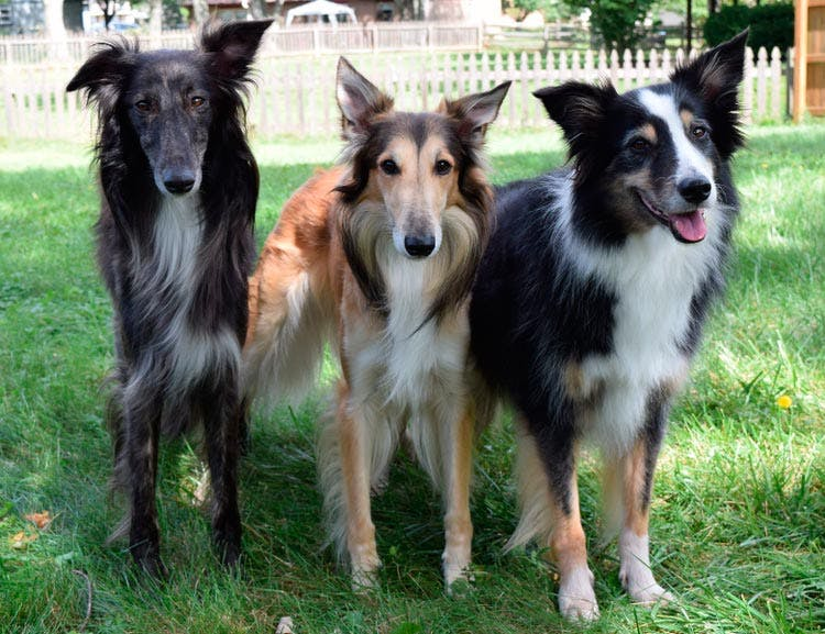 Шелковистый виндхаунд