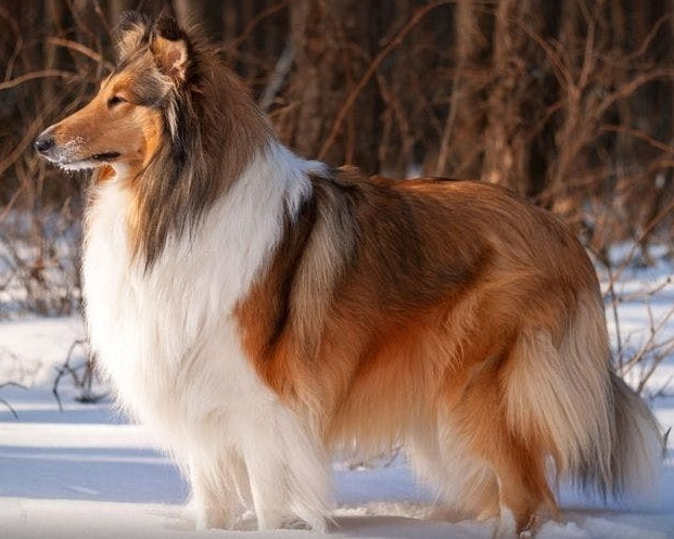 Шотландская овчарка