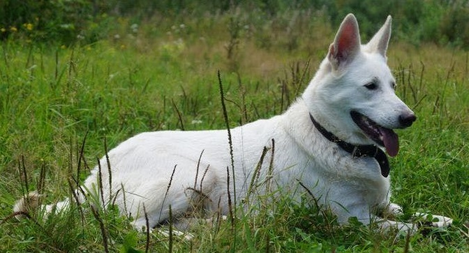 Шведский белый элкхунд