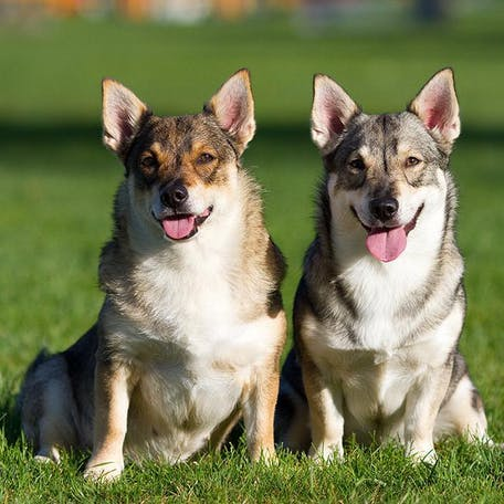 Шведский вальхунд