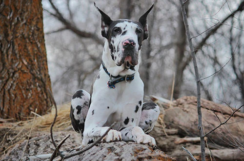 Сколько лет живут собаки