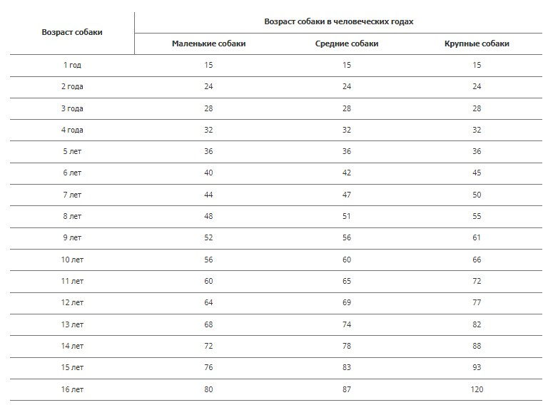 Сколько лет живут собаки