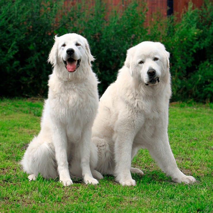 Словацкий чувач