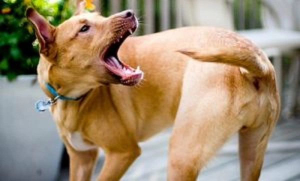 Собака гоняется за хвостом — почему?