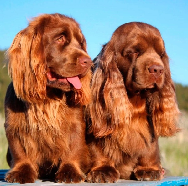 Суссекс-спаниель