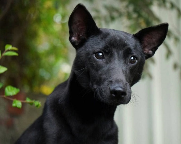 Тайваньская собака