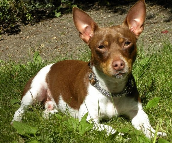 Тедди-рузвельт-терьер