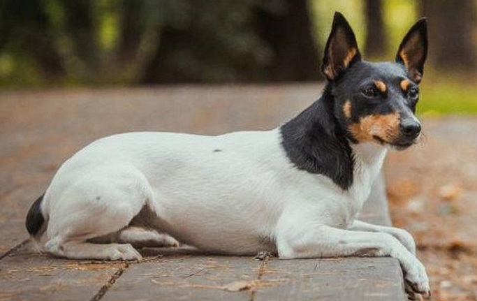 Той-фокстерьер