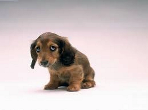 Трусливая собака. Фобии у собак