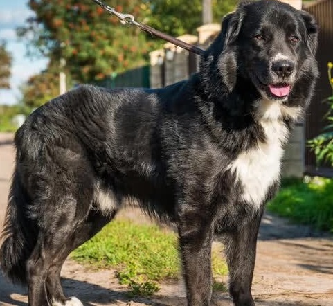 Тувинская овчарка