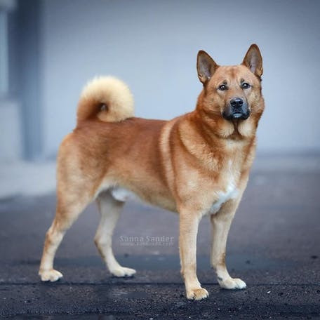 Хеллефорсхунд