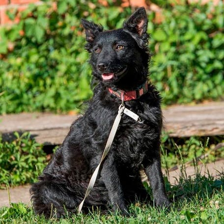 Хорватская овчарка