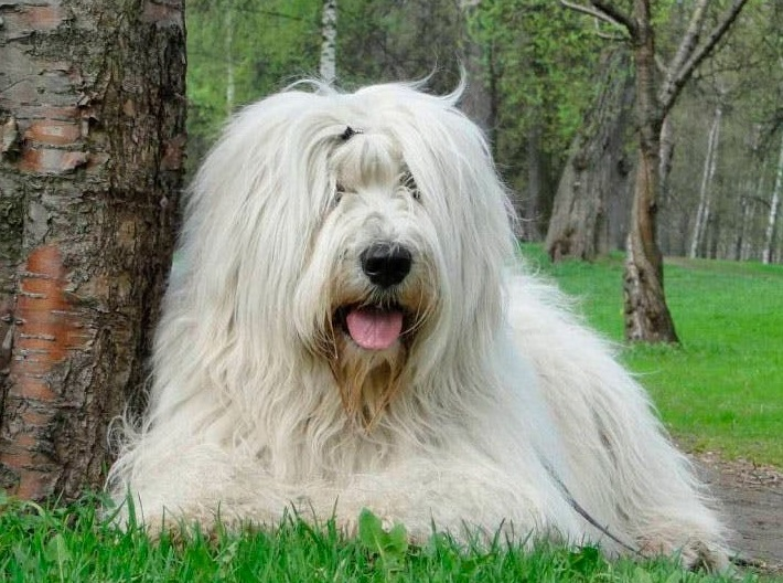 Южнорусская овчарка