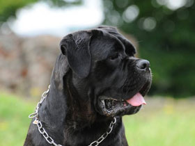 Фото История Фидо